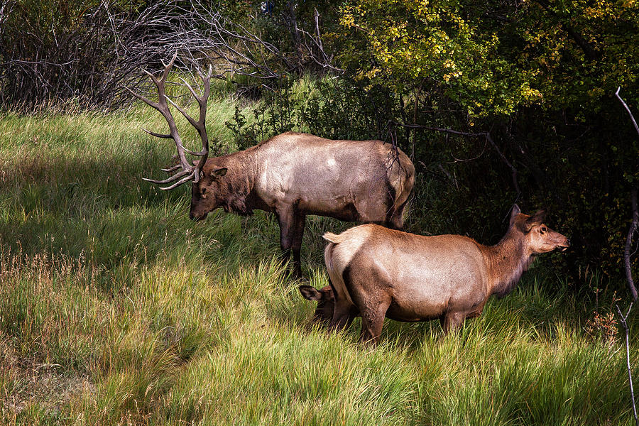 Bull Elk 7X7 Photograph by Ronald Lutz