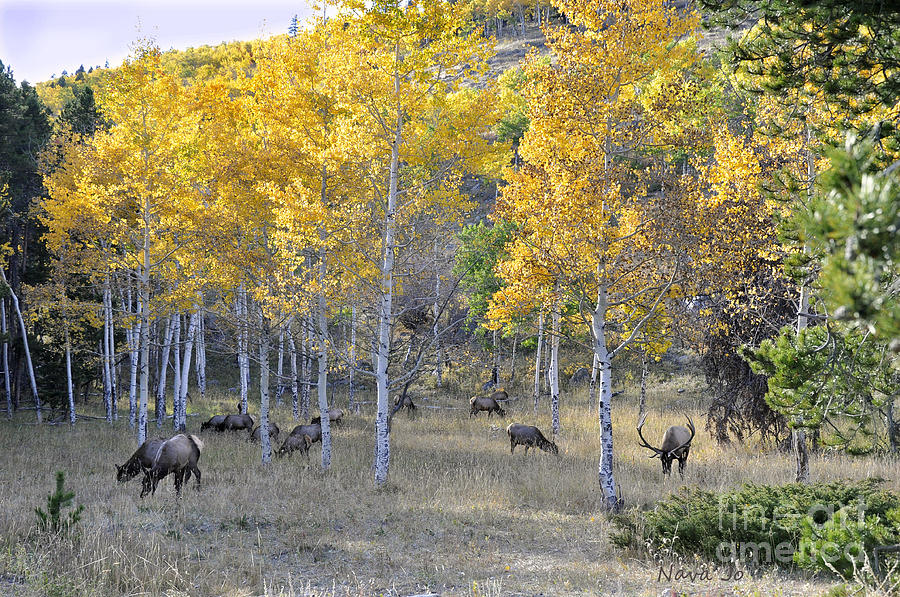 Bull Elk and Harem Photograph by Nava Thompson