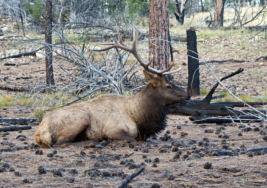 Bull Elk Photograph - Bull Elk by Brian Lambert