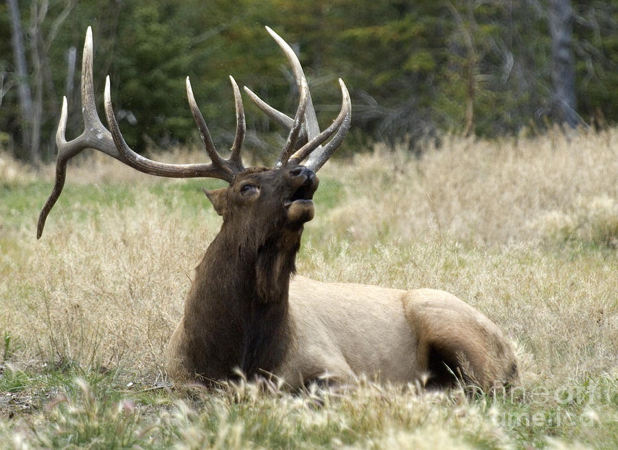 Nature Photograph - Bull Elk Bugling by Bob Christopher