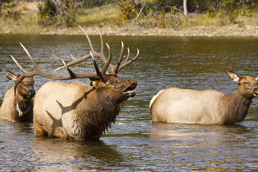 Wildlife Photograph - Bull Elk Bugling during fall rut in Estes Park CO  by James BO Insogna