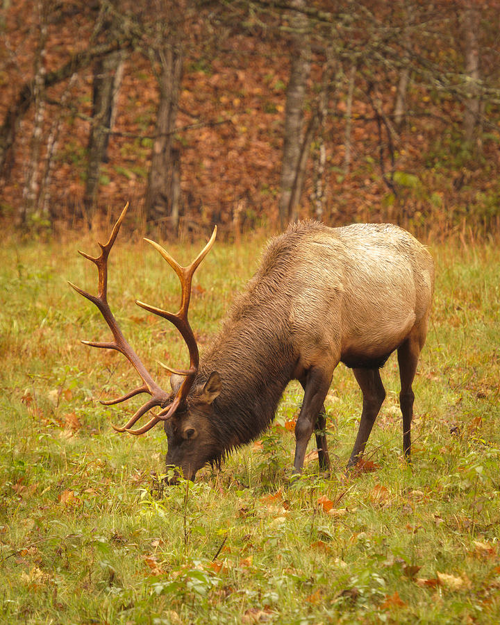 Fall Photograph - Bull Elk by Charlie Choc