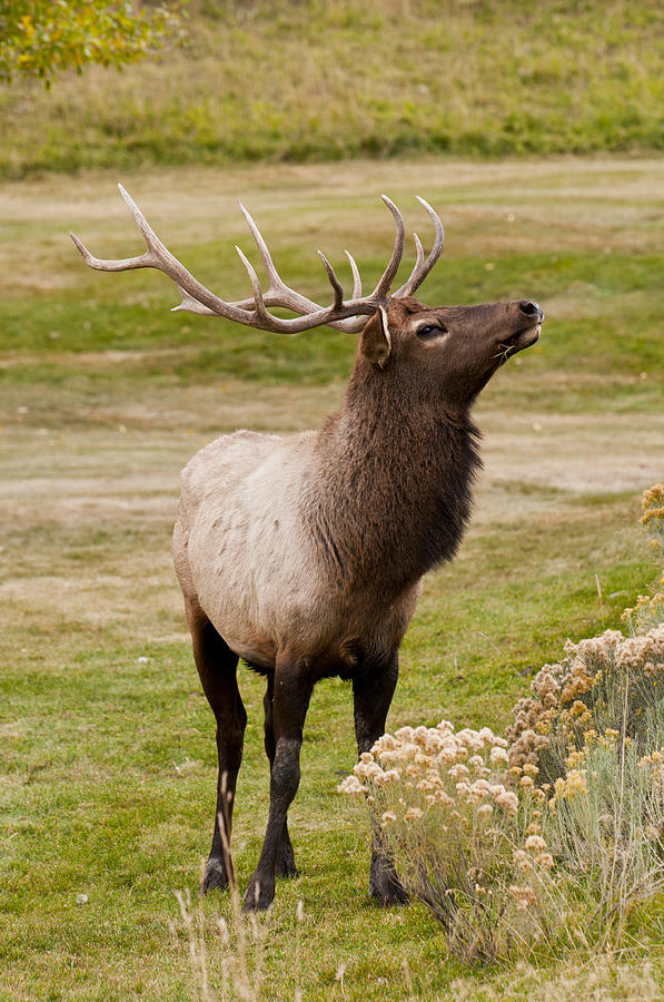 Bull Elk Chews Grass Photograph by Alicia White | Fine Art America