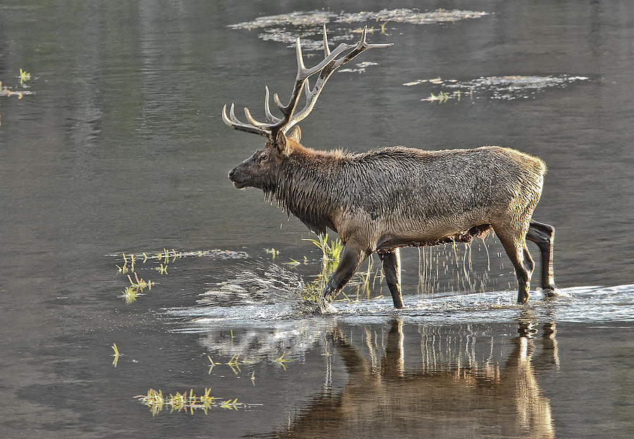 Bull Elk Crossing River Photograph by Wade Aiken