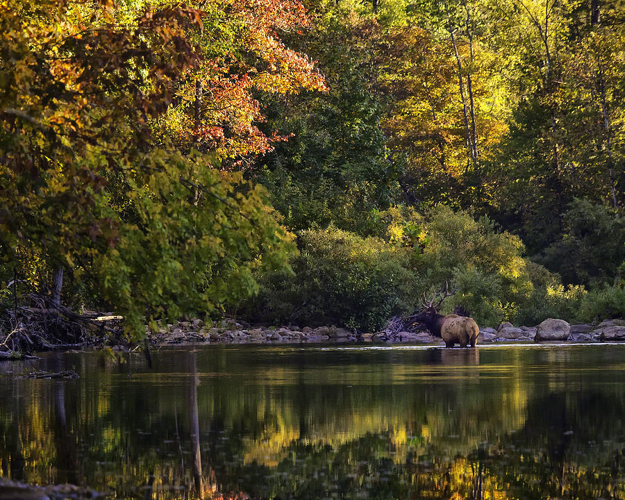 Bull Elk Crossing the Buffalo River 2012 Photograph by Michael Dougherty