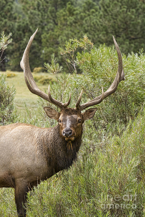 Bull Elk Eyes Photograph by James BO Insogna
