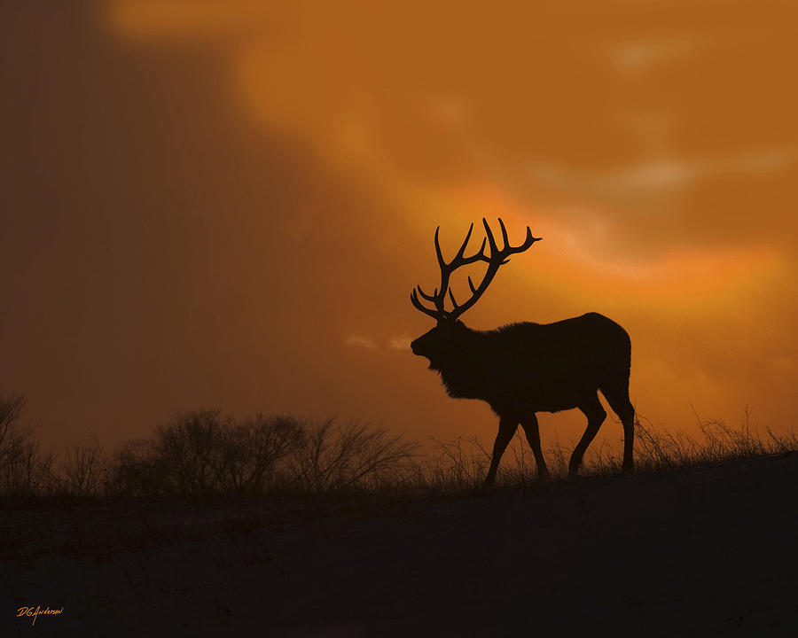 Bull Elk frozen Sunset Photograph by Don Anderson