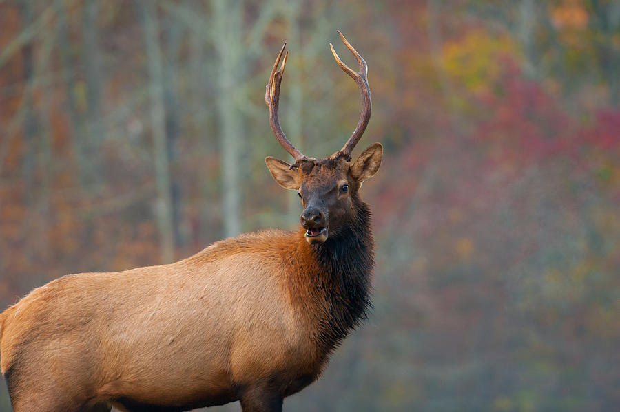 Bull Elk In The Fall Photograph