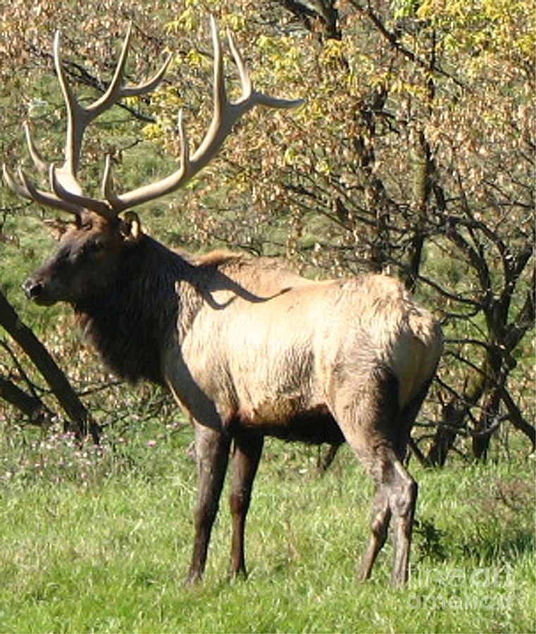 Wildlife Photograph - Bull Elk  by The Kepharts 