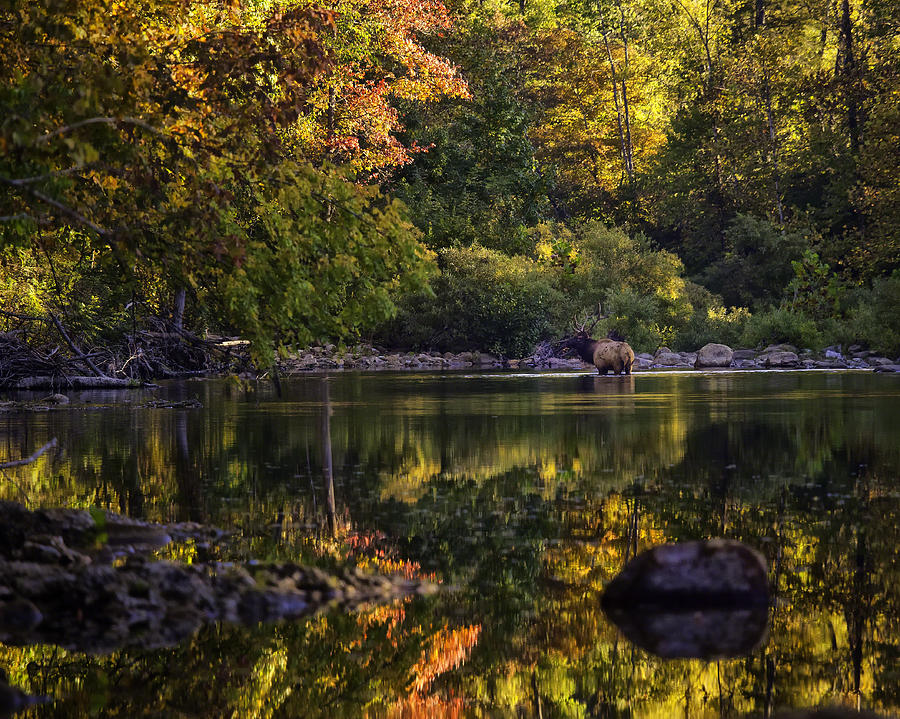 Bull Elk in Buffalo National River in Fall Color Photograph by Michael Dougherty