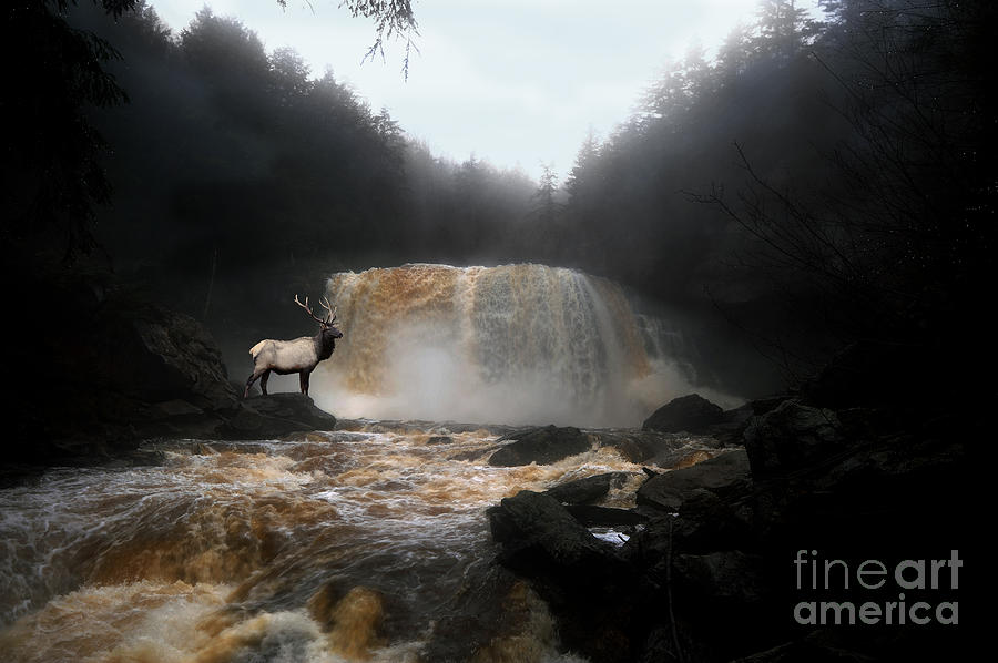 Bull elk in front of waterfall Photograph by Dan Friend