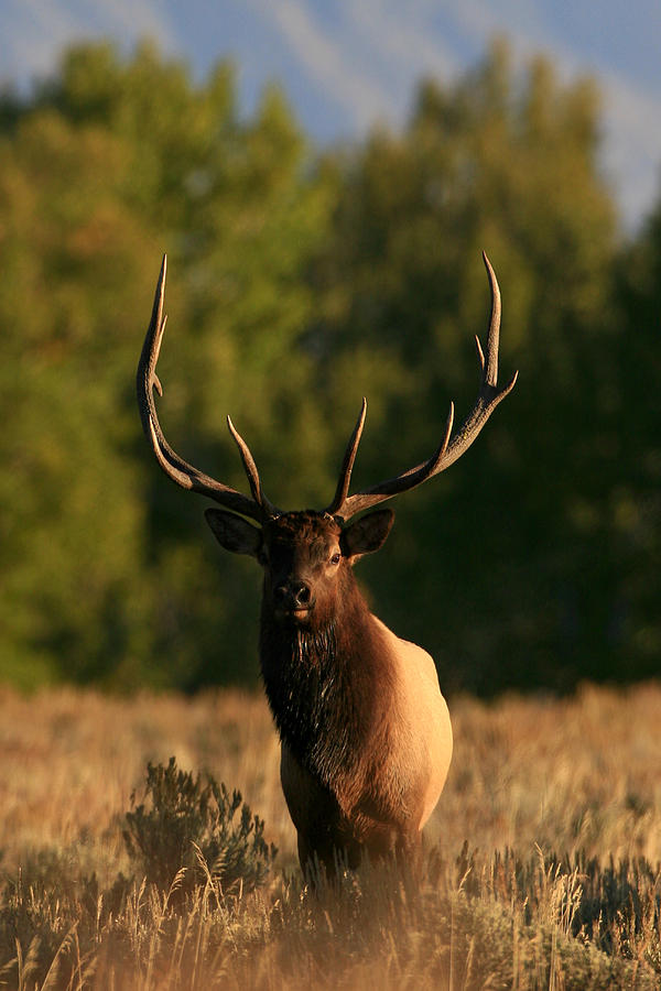 Bull Elk In Grand Teton National Park Photograph by Drew Rush