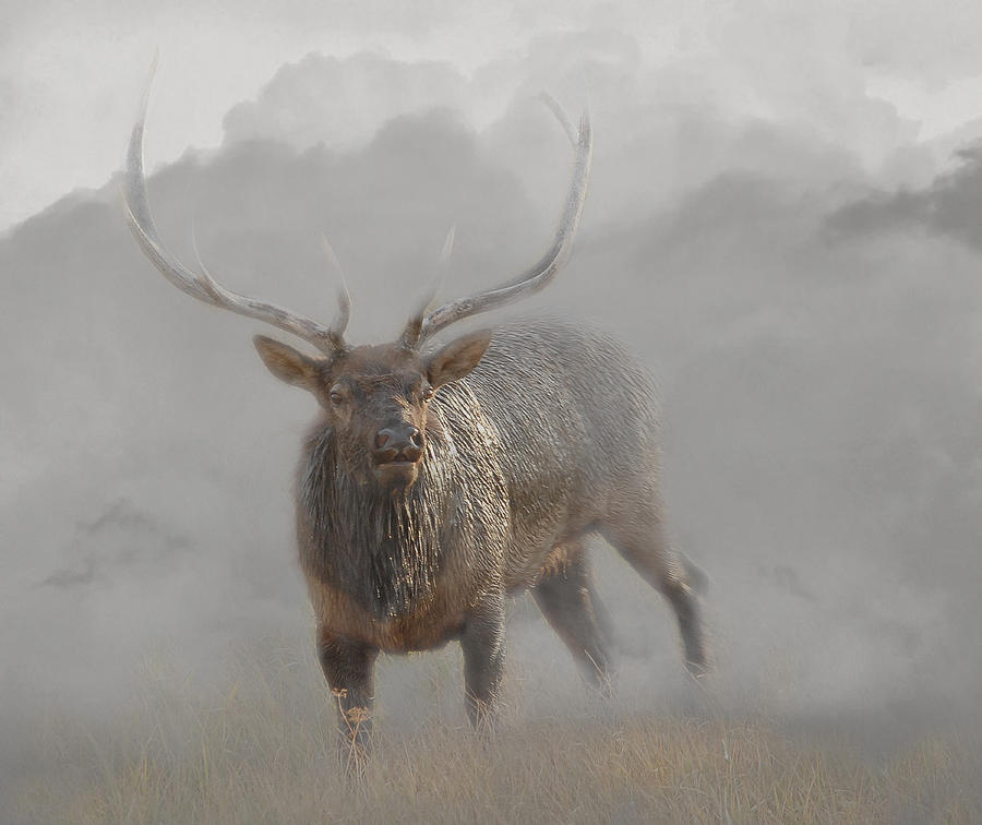 Bull Elk in Mist Photograph by Wade Aiken