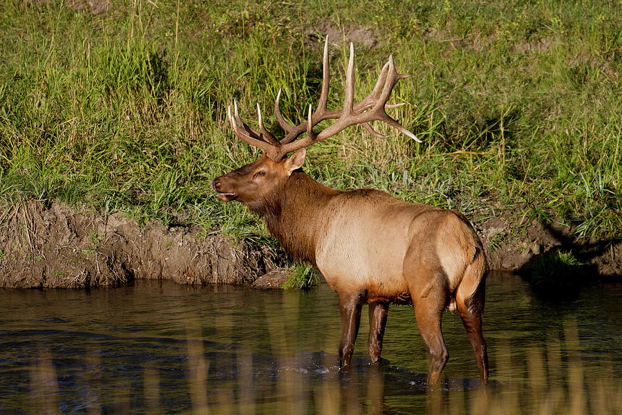 Bull elk in River Photograph by D Robert Franz