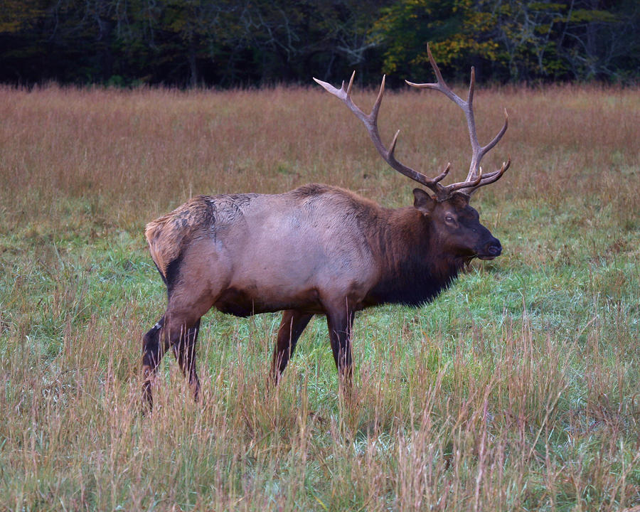 Bull Elk in Rut Photograph by Gregory Scott