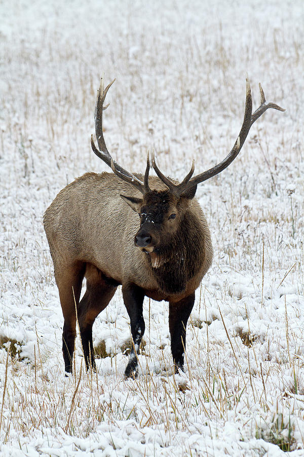 Bull Elk in Snow Photograph by Rodney Cammauf