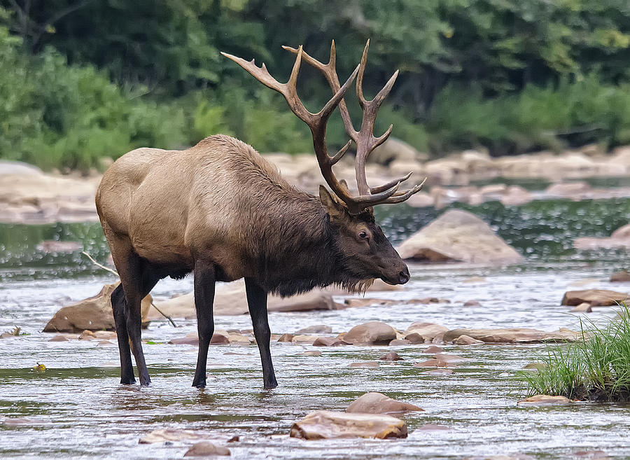 Bull Elk in Stream Photograph by Wade Aiken