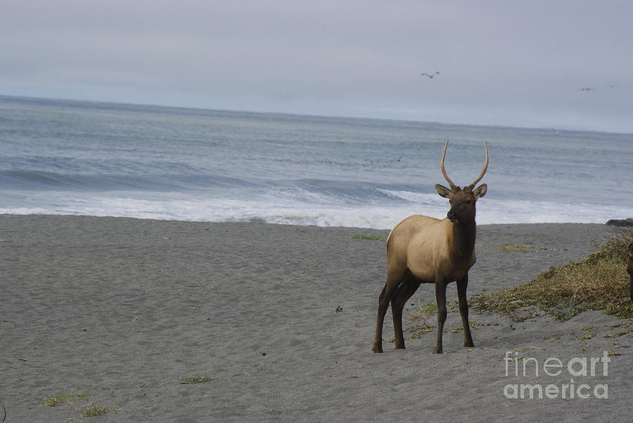 Bull elk on Calfornia coast Photograph by Jim And Emily Bush