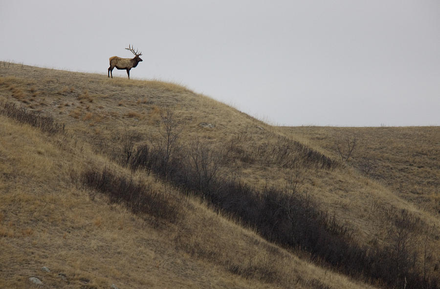 Bull Elk on Hill Digital Art by Mark Duffy