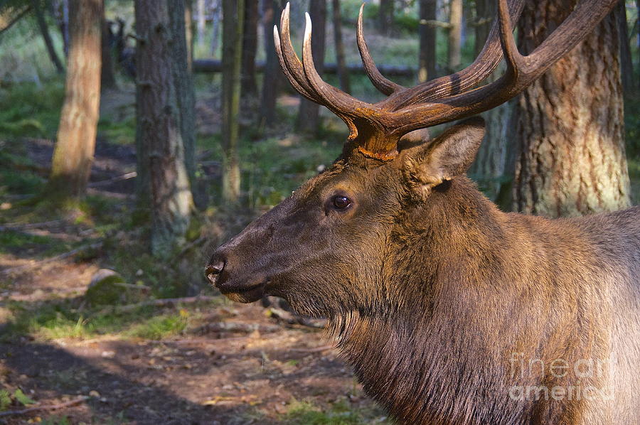 Bull Elk Profile Photograph by Sean Griffin