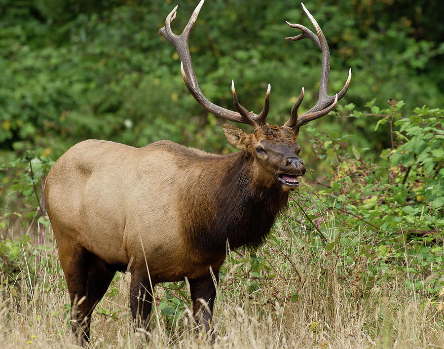 Bull Elk Rage Photograph by Greg Nyquist