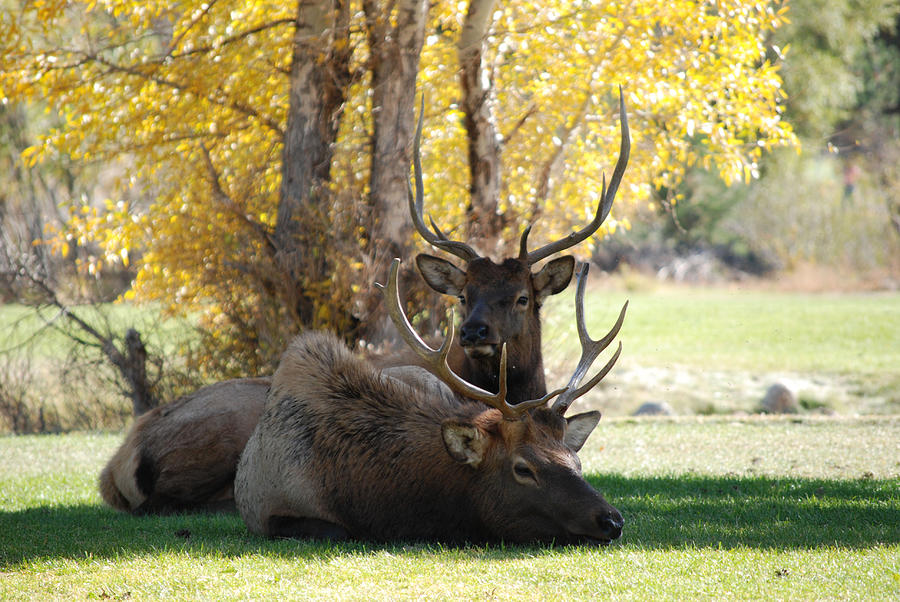 Elk Photograph - Bull Elk by Richard Adams