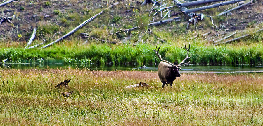 Bull Elk  Photograph by Robert Bales