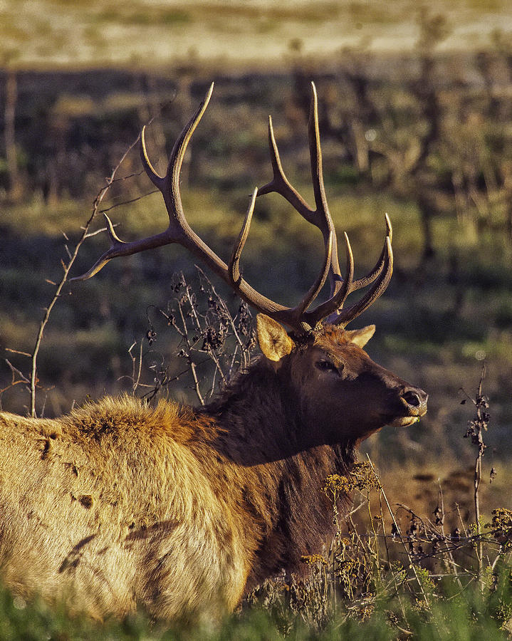 Bull Elk Up Close Photograph by Michael Dougherty