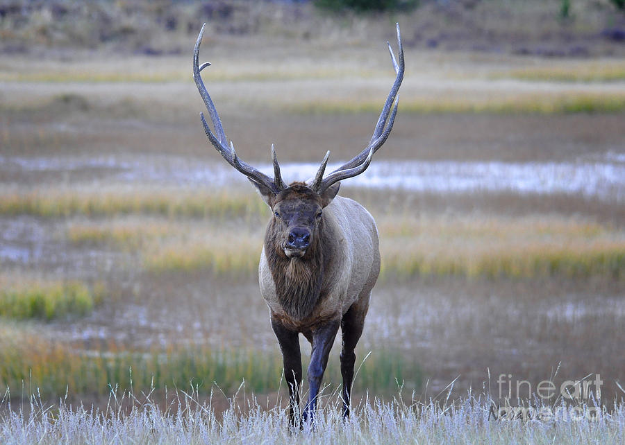 Bull Elk Warrior Photograph by Nava Thompson