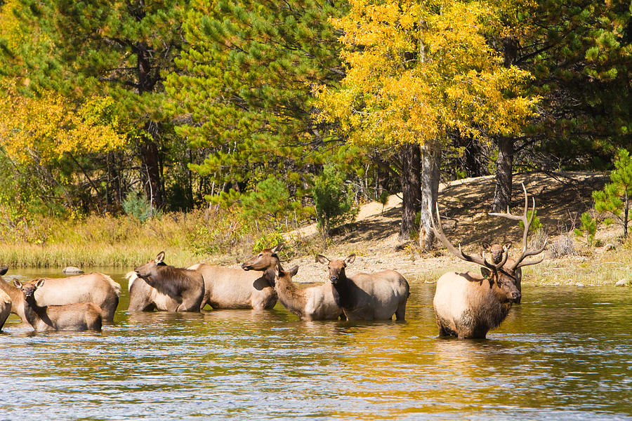 Animal Photograph - Bull Elk Watching Over Herd 5 by James BO Insogna
