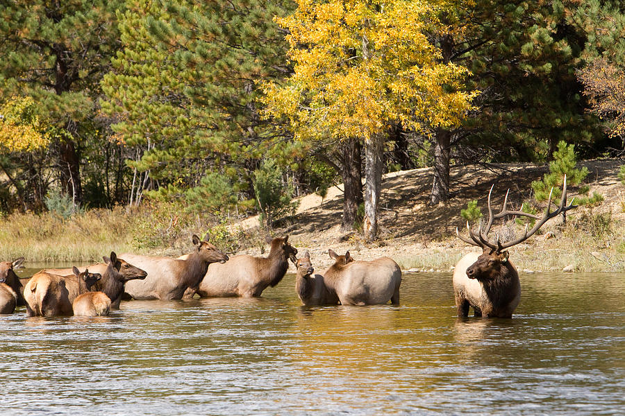 Bull Elk Watching Over Herd Photograph by James BO Insogna | Pixels