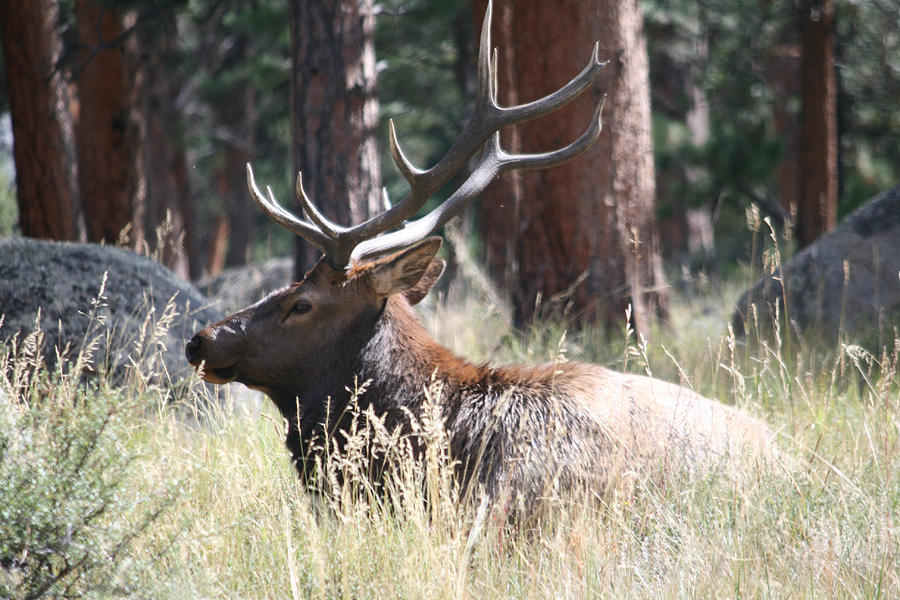 Animal Photograph - Bull Elk by Wendi Curtis