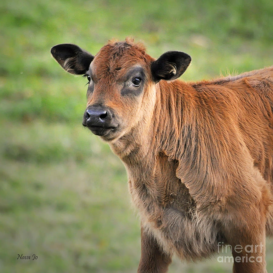 Bull--et Photograph by Nava Thompson