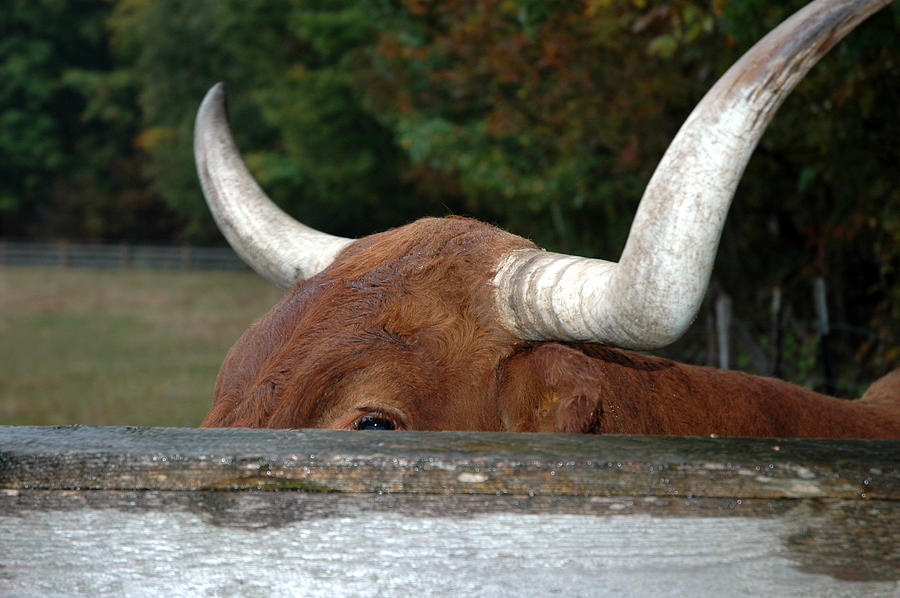 Bull Horns Photograph by LeeAnn McLaneGoetz