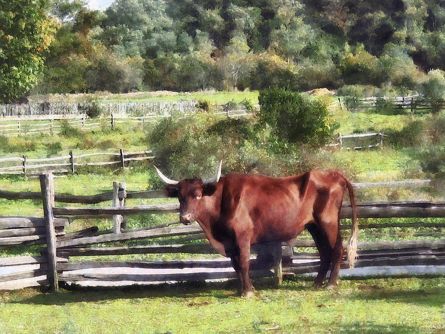 Bull Photograph - Bull in Pasture by Susan Savad