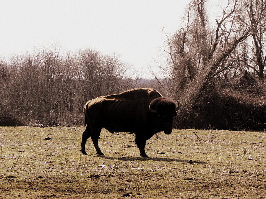 Bull Photograph by Kim Galluzzo Wozniak