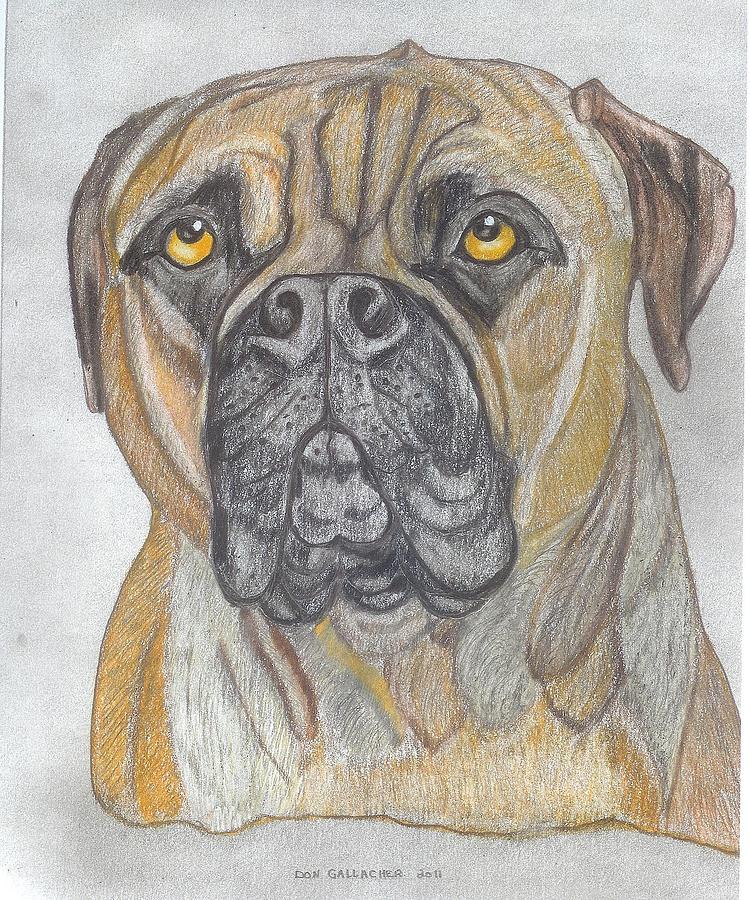 Bull Mastiff Drawing by Don Gallacher Pixels