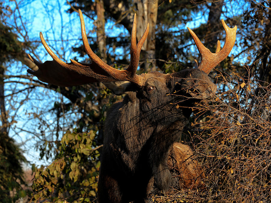 Bull moose eating Photograph by Sam Amato