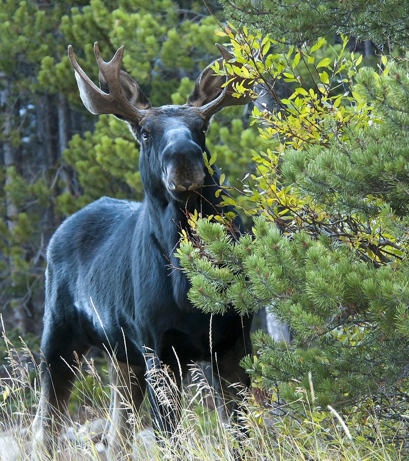 Bull Moose Photograph by Gary Beeler