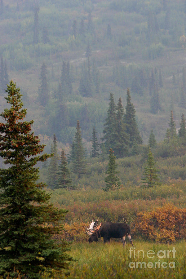 Bull Moose In Alaska Photograph