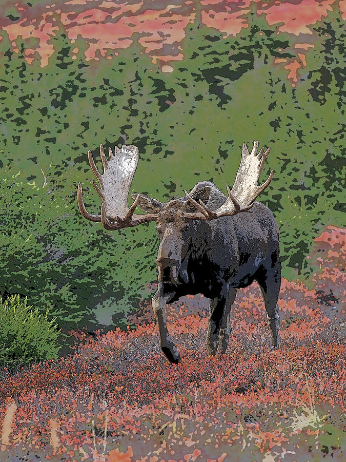 Abstract Digital Art - Bull Moose in Autumn- Abstract by Tim Grams