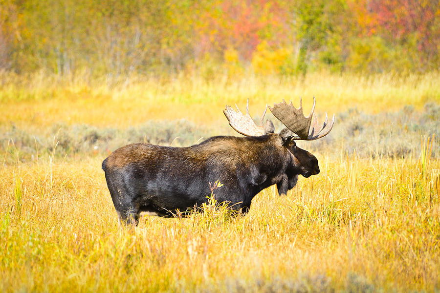 Bull Moose in Autumn Photograph by Greg Norrell
