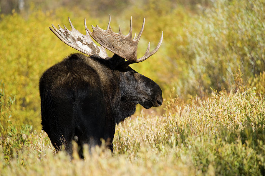 Bull moose in fall Photograph by Vicki Gaebe - Fine Art America