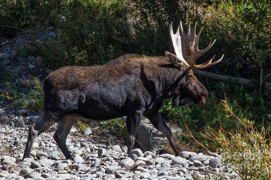Bull Moose in Snake River at Moose 14 Photograph by Katie LaSalle-Lowery