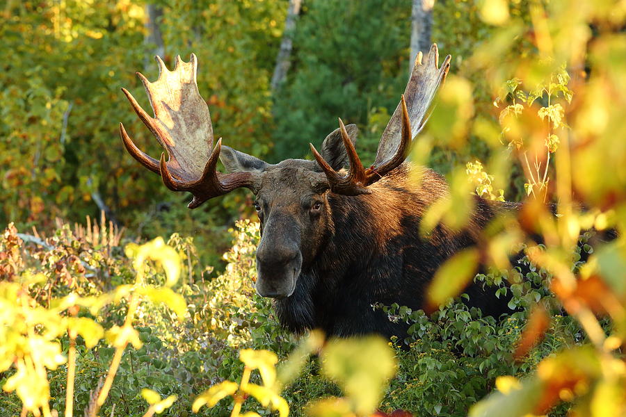 Bull Moose in the Shadows Photograph by Duane Cross