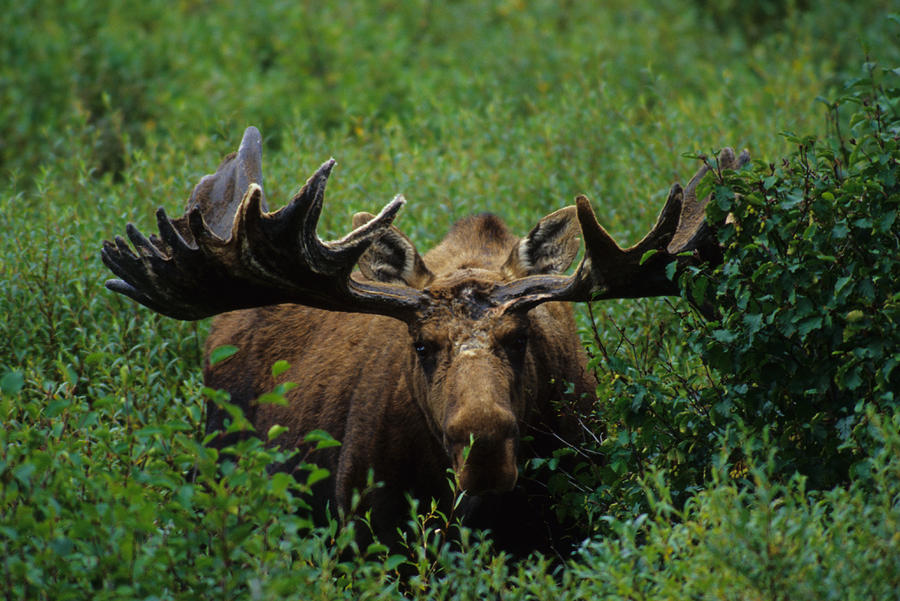 Bull Moose In Velvet by Michael S. Quinton