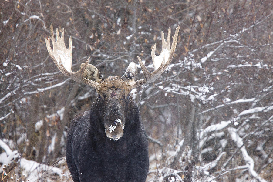 Bull Moose in Winter Digital Art by Mark Duffy