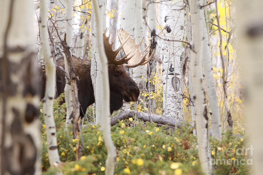 Bull Moose Photograph by Kate Purdy