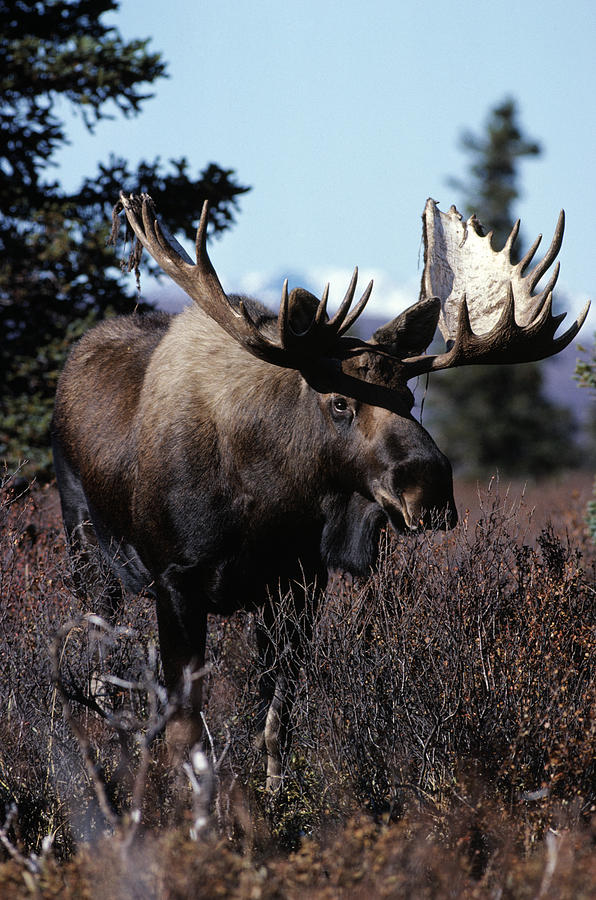 Bull Moose Photograph by Natural Selection Bill Byrne - Fine Art America