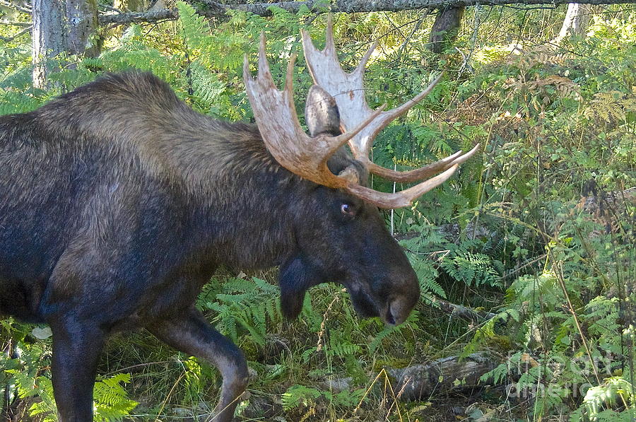 Bull Moose on a Stroll Photograph by Sean Griffin